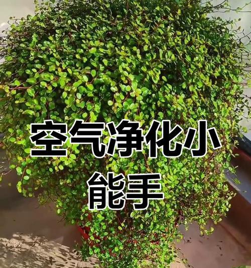 吊兰修剪枝条的方法是什么？如何促进分枝？