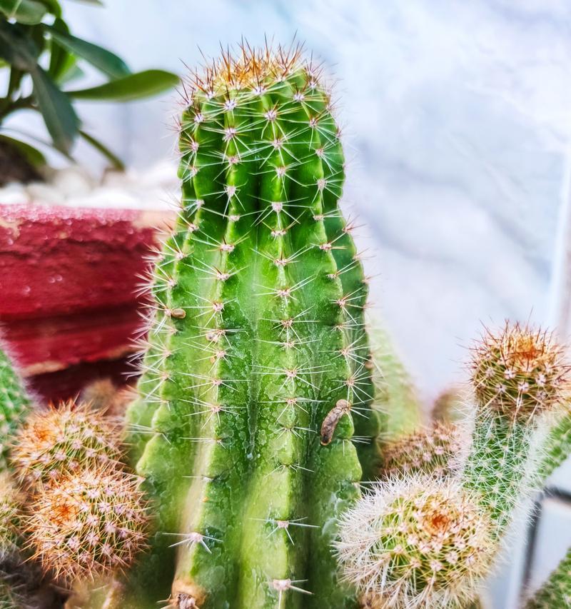 仙人科植物有哪些？如何选择和养护？