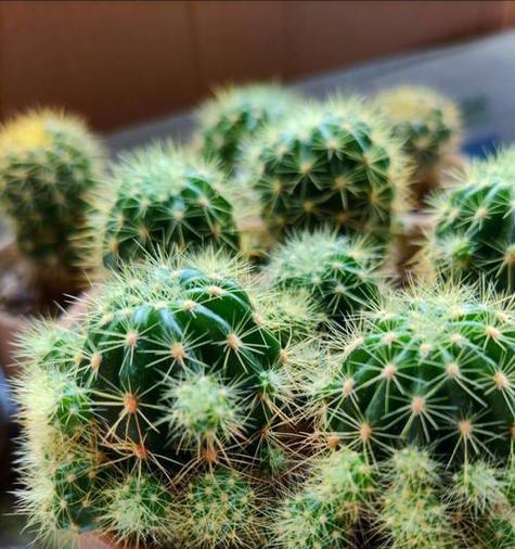 仙人科植物有哪些？如何选择和养护？