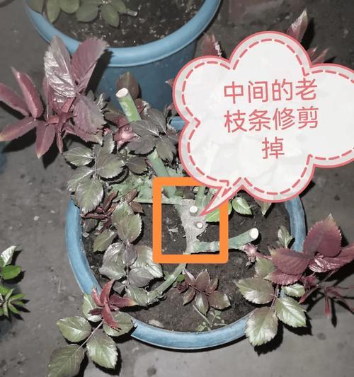 花的枝条应该如何修剪？