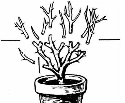 花的枝条应该如何修剪？