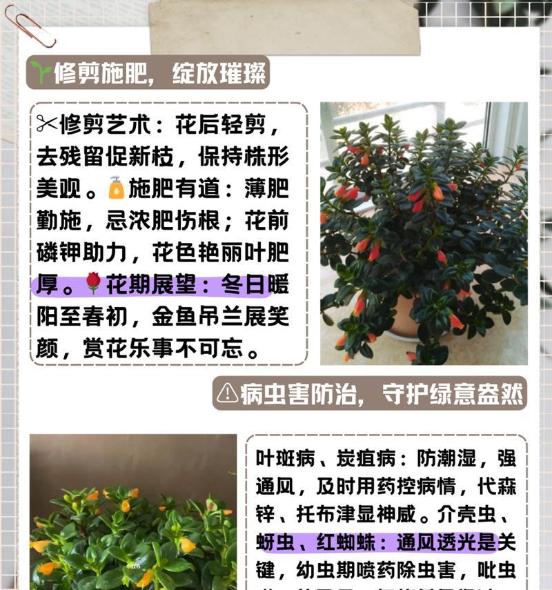 吊兰需要施什么肥料？如何正确施肥促进吊兰生长？