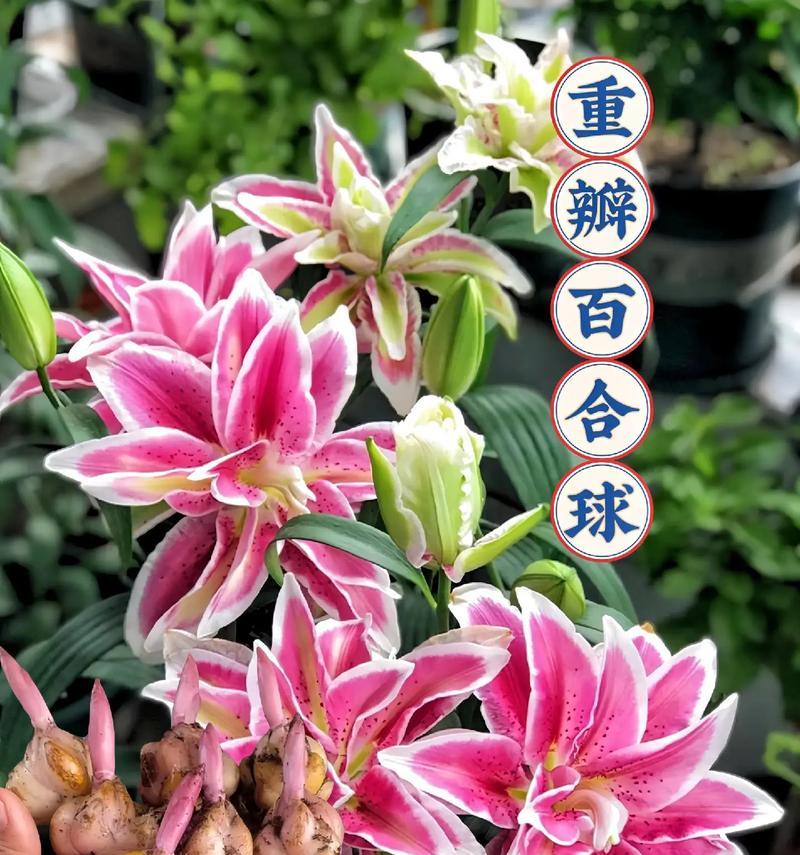养百合球需要注意哪些事项？百合球的日常护理方法是什么？