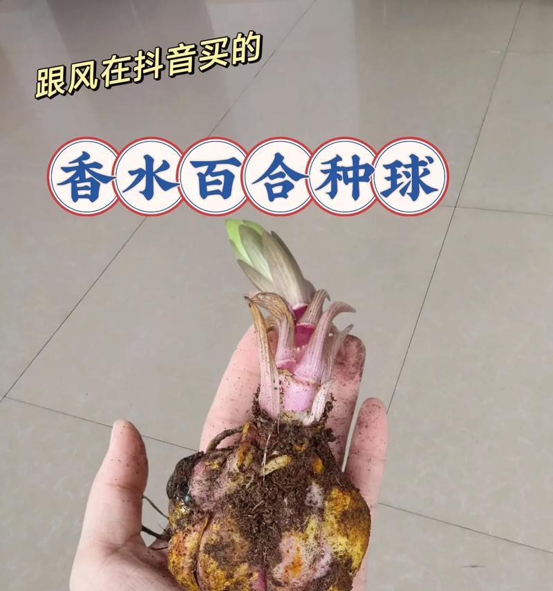 养百合球需要注意哪些事项？百合球的日常护理方法是什么？