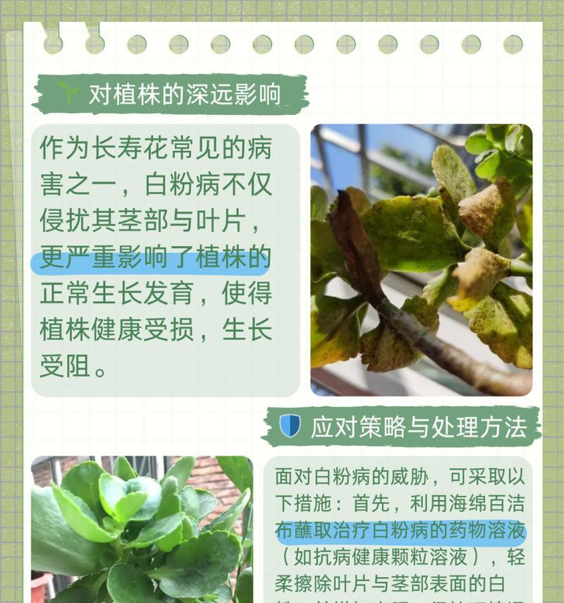 长寿花叶子发软的原因及解决方法？