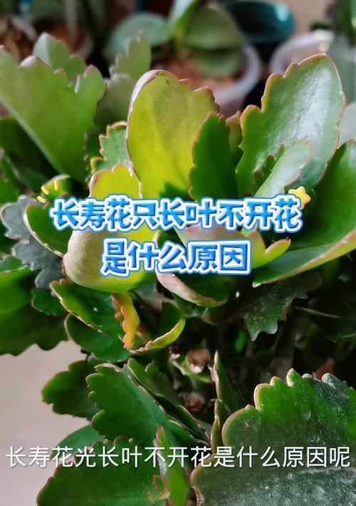 长寿花叶子发软的原因及解决方法？
