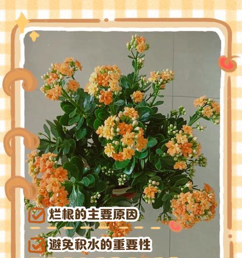 长寿花叶子发软的原因及解决方法？