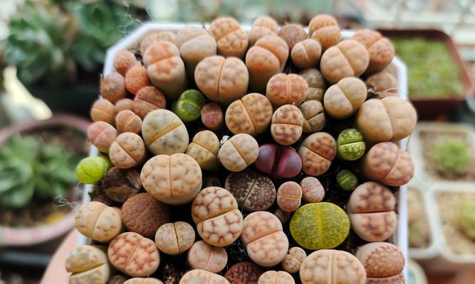 生石花换盆的最佳时机和方法是什么？