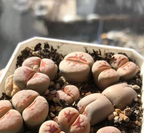 生石花换盆的最佳时机和方法是什么？