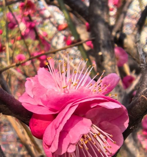 榆叶梅会开出什么样的花朵？