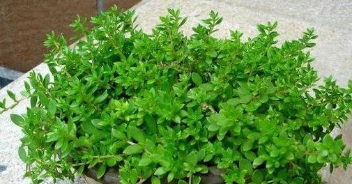 垂盆草的外观特征有哪些？垂盆草长什么样？