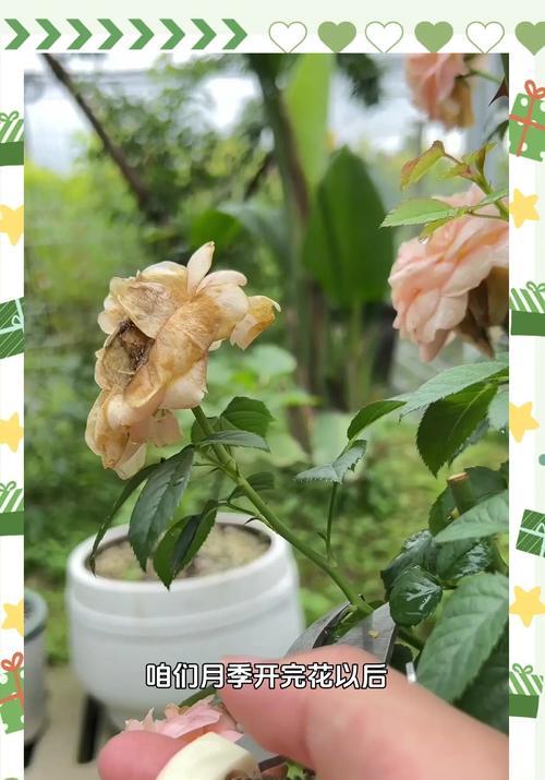 月季的养殖方法是什么？养殖月季需要注意哪些问题？