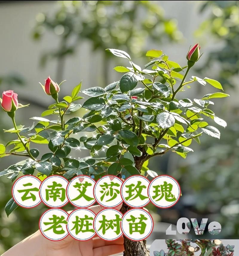 月季的养殖方法是什么？养殖月季需要注意哪些问题？