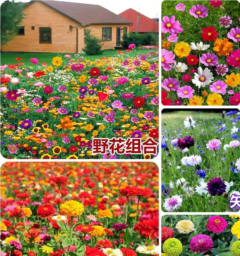野花组合品种怎么选？哪些野花组合品种最受欢迎？