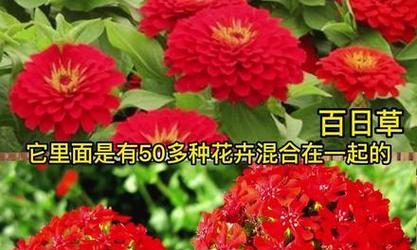 野花组合品种怎么选？哪些野花组合品种最受欢迎？