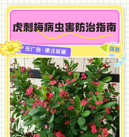 虎刺梅施肥指南：什么肥料最适合？