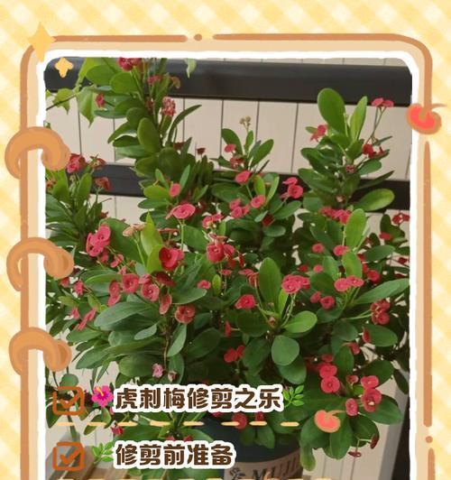 虎刺梅施肥指南：什么肥料最适合？
