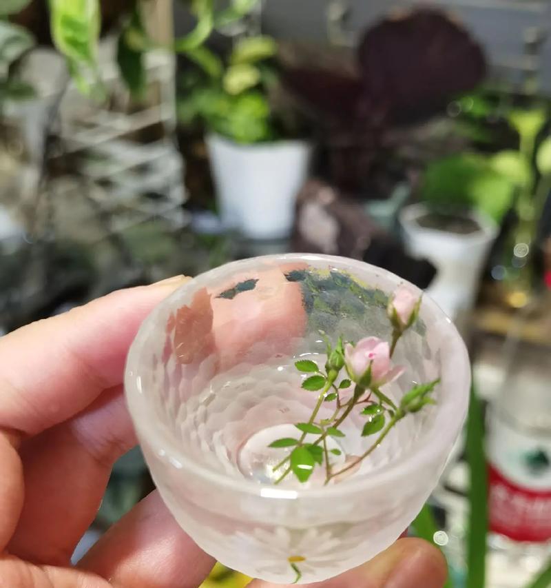 月季鲜切花品种有哪些？如何挑选和保鲜？
