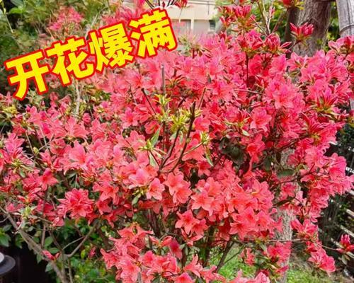 南方花卉品种有哪些？如何在北方种植？
