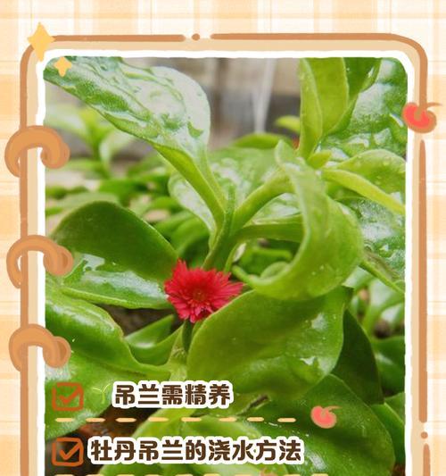 吊兰的养殖技巧有哪些？