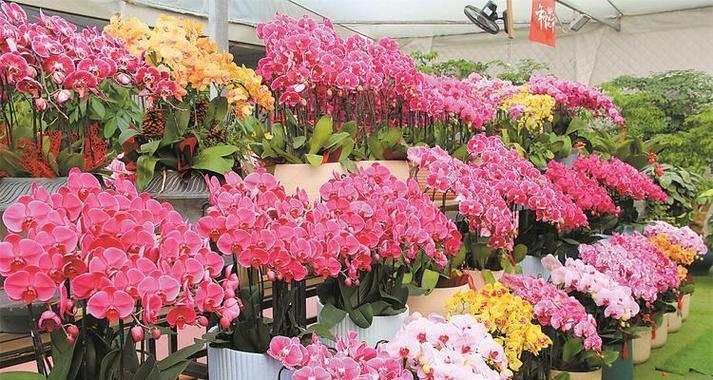 如何开设一家花卉店？花卉店的经营策略有哪些？