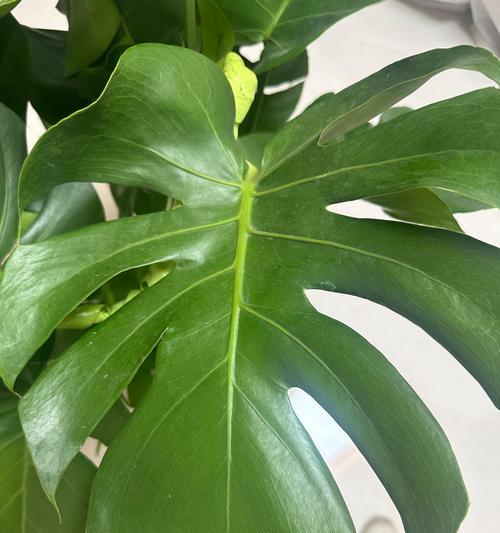 龟背竹的空气净化作用是什么？如何利用龟背竹改善家居环境？