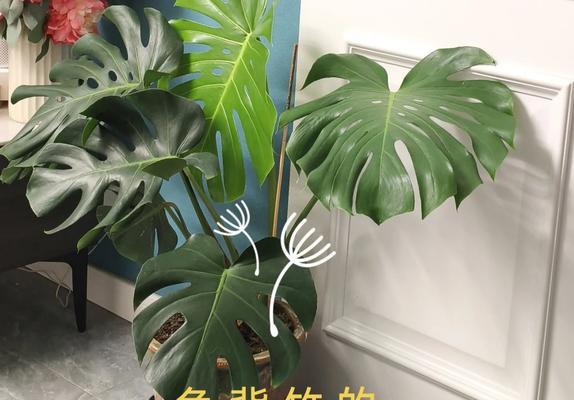 龟背竹的空气净化作用是什么？如何利用龟背竹改善家居环境？