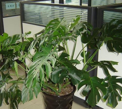 龟背竹的空气净化作用是什么？如何利用龟背竹改善家居环境？