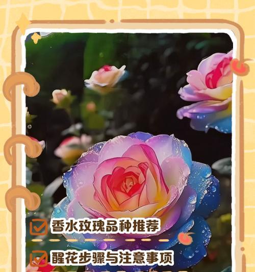 玫瑰的养护技巧和常见问题解答？