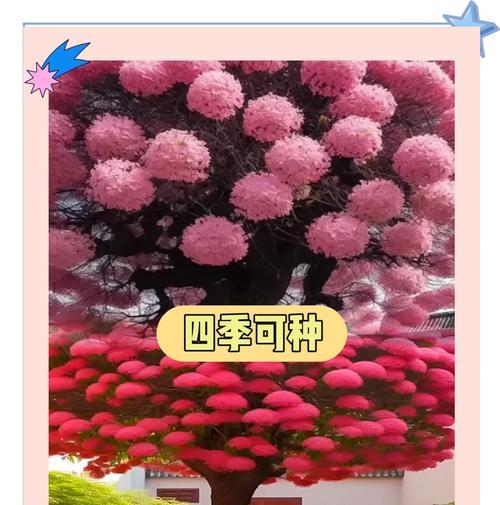流苏盆景的养护秘诀？怎样才能养出飘逸的枝条？