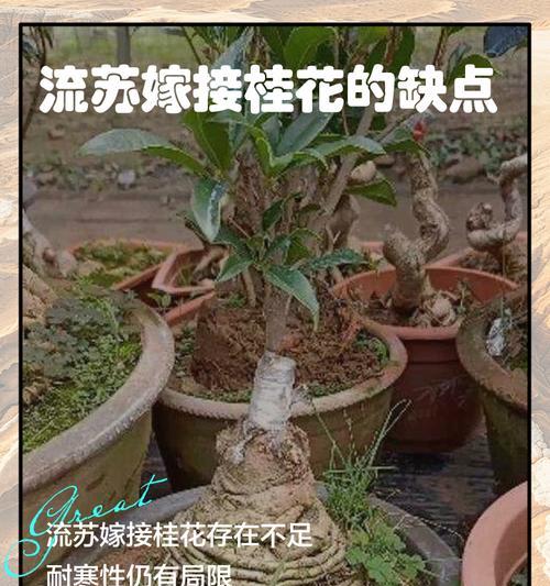 流苏盆景的养护秘诀？怎样才能养出飘逸的枝条？