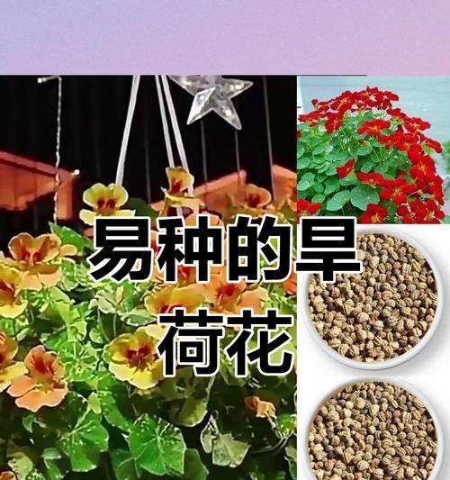 旱金莲什么时候种？最佳种植时间是什么时候？