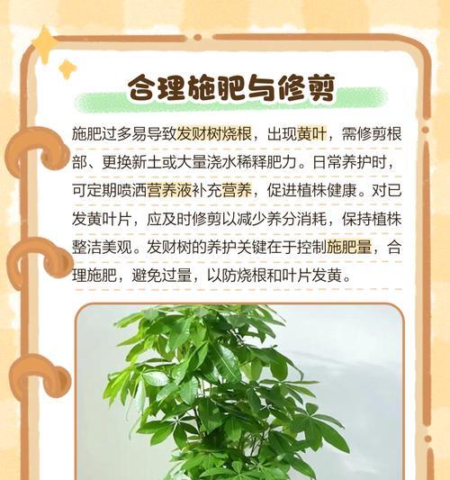 发财树叶子发黄的急救措施有哪些？