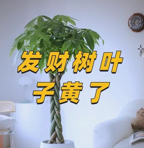 发财树叶子发黄的急救措施有哪些？