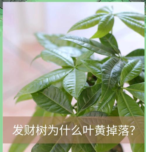 发财树叶子发黄的急救措施有哪些？