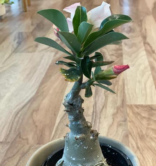 玫瑰花浇水的频率和量是多少？