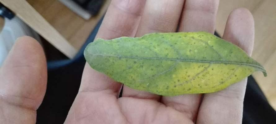 如何修剪冬珊瑚使其更美观？