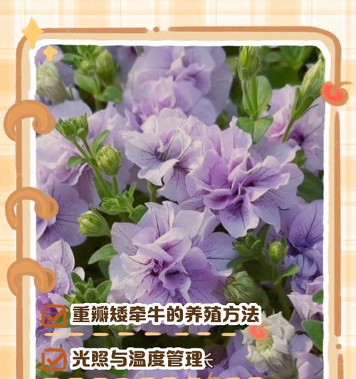 矮牵牛繁殖的正确步骤和技巧是什么？