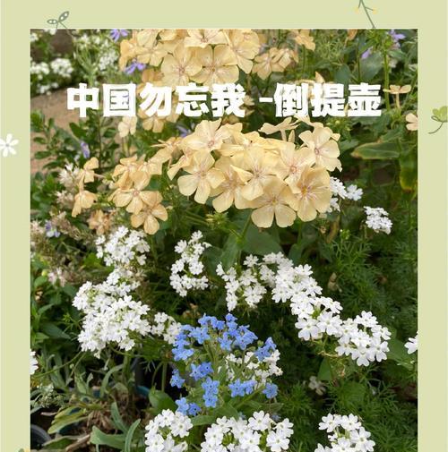 勿忘我的品种有哪些？如何养护勿忘我？