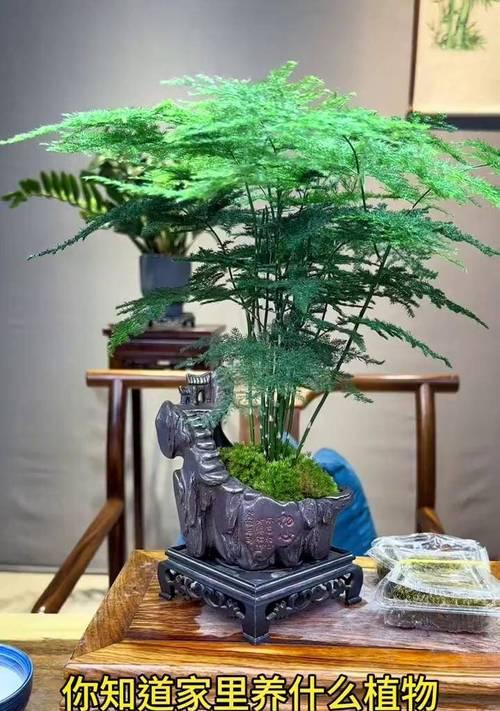 家庭中如何养护文竹？