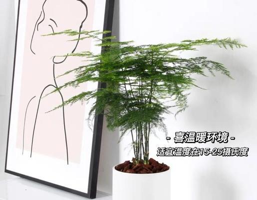 家庭中如何养护文竹？