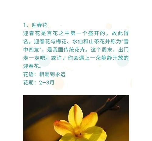 绯牡丹的养护要点是什么？