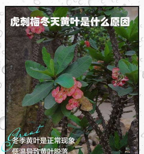 虎刺梅浇水的正确频率是多少？