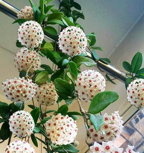 球状的花有哪些？它们的特点是什么？