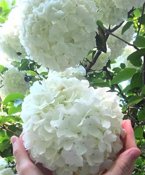 球状的花有哪些？它们的特点是什么？