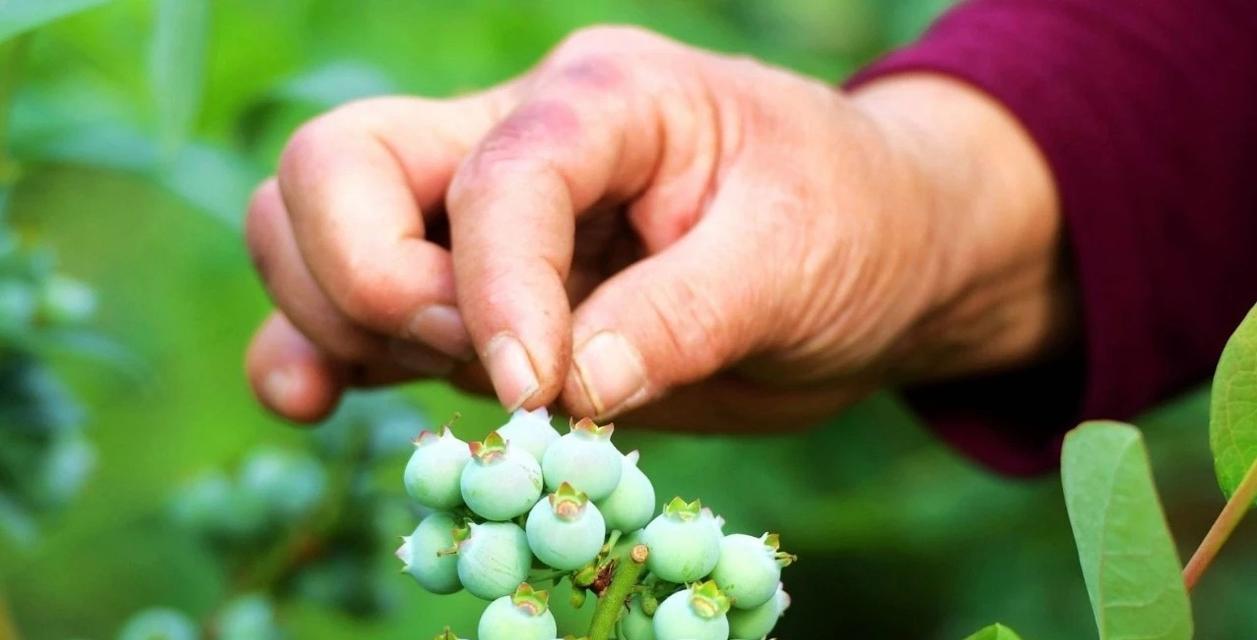 青苹果花的养护要点是什么？如何防止落花落果？