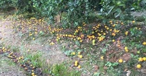 青苹果花的养护要点是什么？如何防止落花落果？