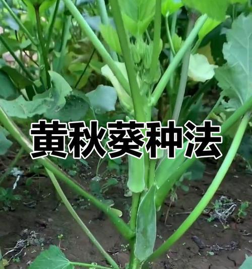 秋葵种植的正确方法是什么？