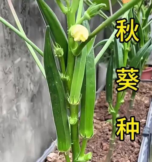 秋葵种植的正确方法是什么？