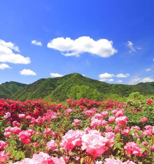 玫瑰花播种的最佳时机是什么时候？
